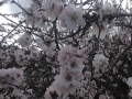 blossom2