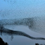 murmuration